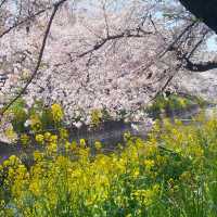 五条川の桜