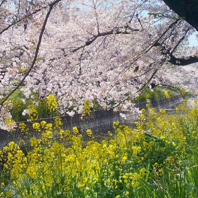 五条川の桜