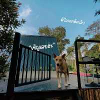 แคมป์ปิ้งริมธาร ธรรมชาติดี วิวดี