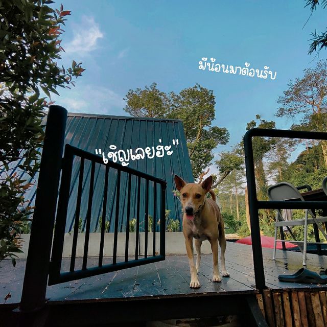 แคมป์ปิ้งริมธาร ธรรมชาติดี วิวดี