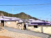 온통 보라보라한 섬에 홀딱 반하다. 신안 퍼플섬