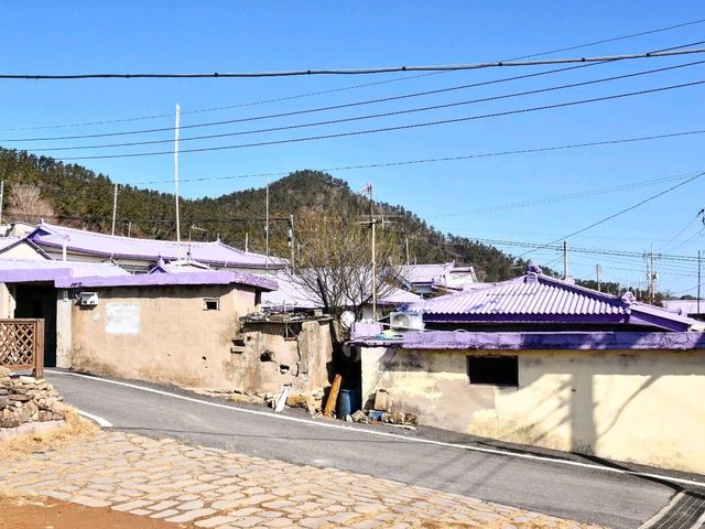 온통 보라보라한 섬에 홀딱 반하다. 신안 퍼플섬