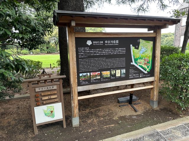 東京・北区。バラの季節には多くの品種の花が咲き誇るそうです『旧古河庭園』