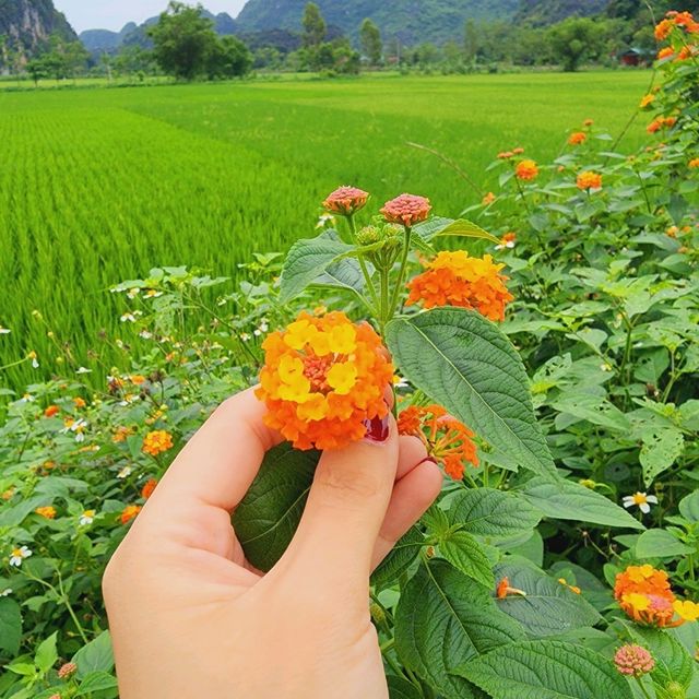 Ninh Binh's Idyll ❤️