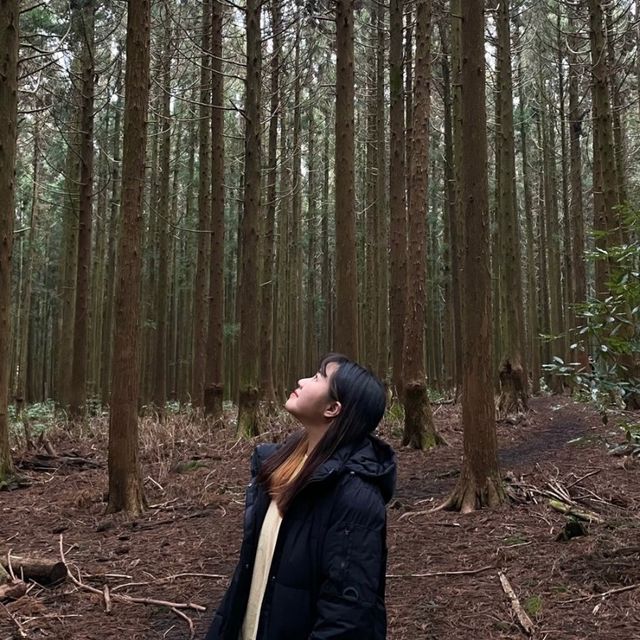 제주 산책은 사려니 숲길에서🌲