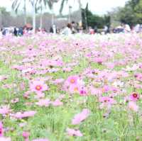 Sea of Flowers in Xinshe