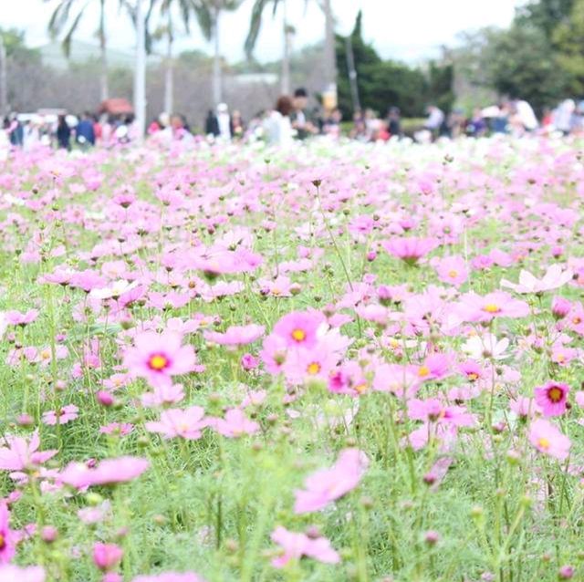 Sea of Flowers in Xinshe
