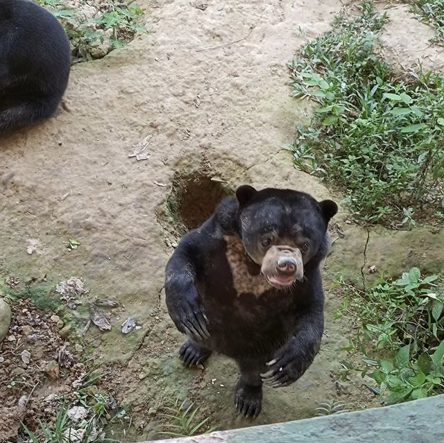 狂野探險！揭秘洛卡宜野生動物園的動物奇遇🦁🌿🐒