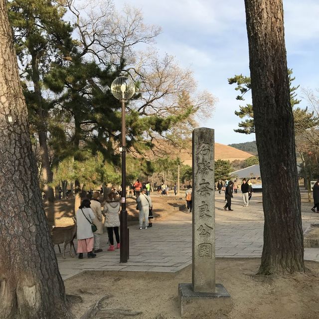 鹿群環繞的古都風情