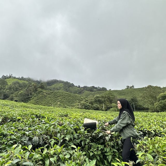 Cold Serene Cameron Highlands