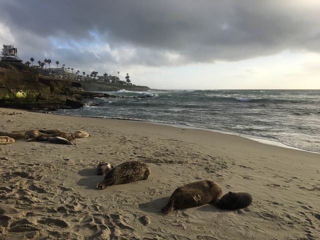 물개가 살고있는 샌디에고 La jolla cove 🖼️