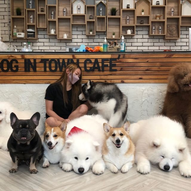 Dog Town Cafe