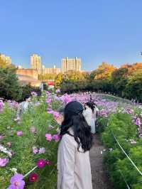 가을 코스모스 구경은 올림픽공원에서🌼