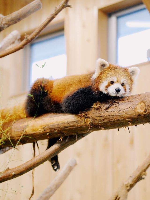 伊豆🇯🇵捕捉水豚君溫泉畫面| 伊豆仙人掌動物園 伊豆🇯🇵捕捉水豚君溫泉畫面| 伊豆仙人掌動物園
