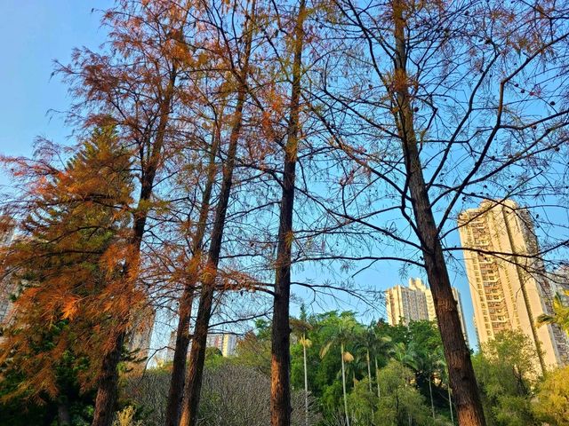 【市區看紅葉🍂~青衣公園】