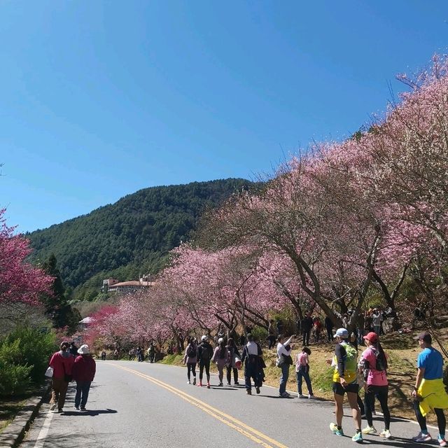 武陵農場 賞櫻花