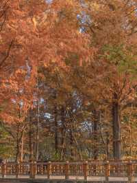 메타세콰이어로 가득한 경주의 힐링 가득한 숲🌲✨ 