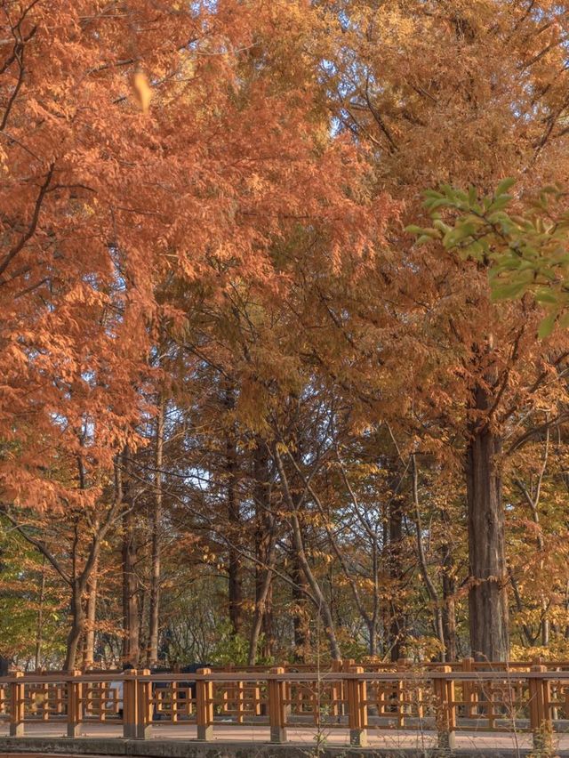 메타세콰이어로 가득한 경주의 힐링 가득한 숲🌲✨ 