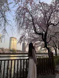 韓国/ソウル【蚕室】桜が咲くお花見シーズンのおすすめスポット🌸
