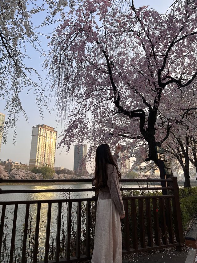 韓国/ソウル【蚕室】桜が咲くお花見シーズンのおすすめスポット🌸