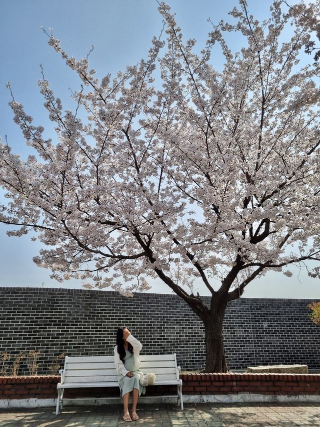 정독도서관 벚꽃 스팟🌸🌸🌸