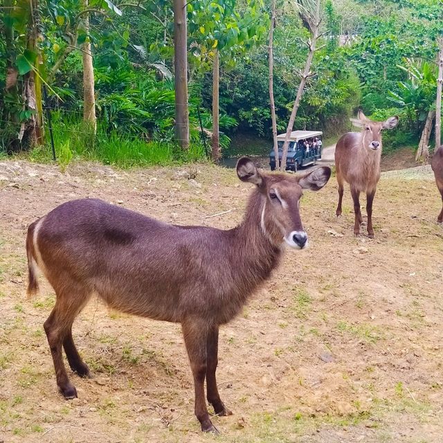 Cebu Safari and Adventure Park🏞️