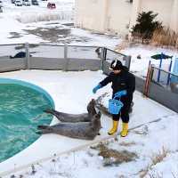 ชมความน่ารักของพาเหรดเพนกวิน ที่ Otaru Aquarium