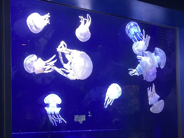 오키나와의 바다 한 켠을 고스란히 가져온 듯한 추라우미 수족관!