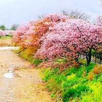粉嫩優雅河津櫻🌸🌸🌸