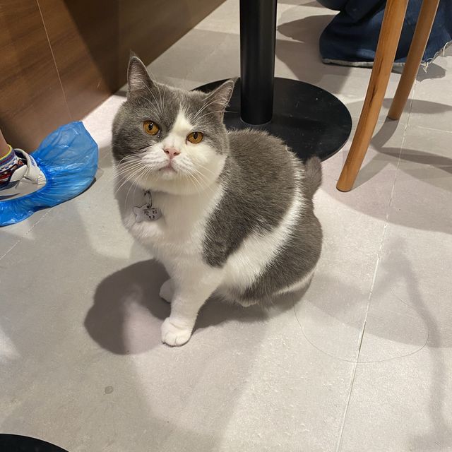 旺角兆萬貓萌Urban Cafe