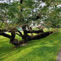 Amazing tree in Heritage garden in Malaysia!