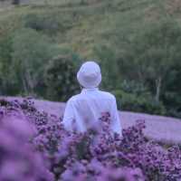 ไฮเดรนเยีย คาเฟ่ เขาค้อ - Hydrangea Cafe 