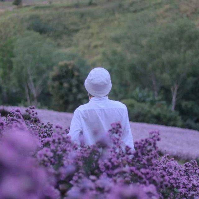ไฮเดรนเยีย คาเฟ่ เขาค้อ - Hydrangea Cafe 