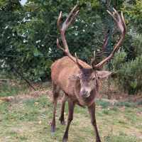 四草野生動物保護區 🐾🌿野生動物的奇妙世界 🦌🌳