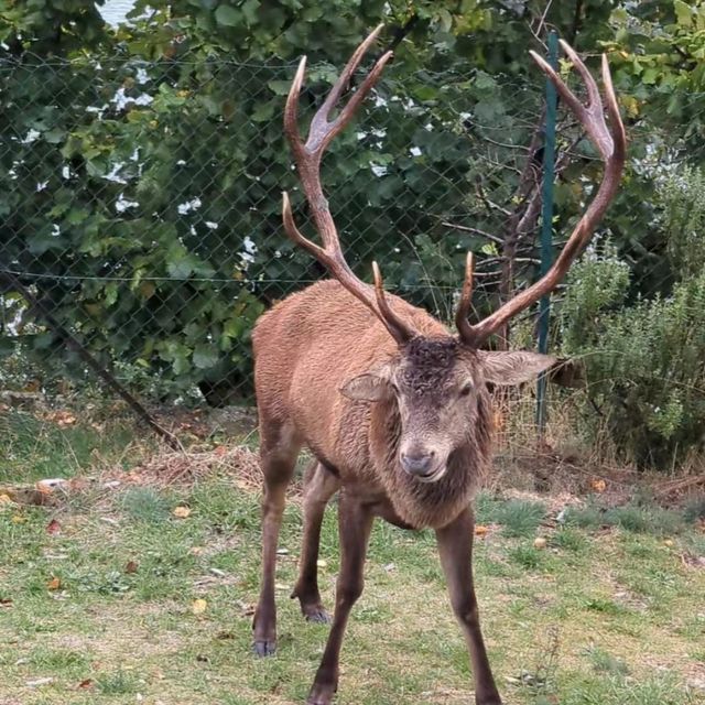 四草野生動物保護區 🐾🌿野生動物的奇妙世界 🦌🌳