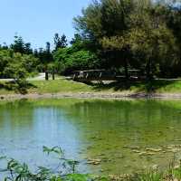 絕美密境~台東森林公園琵琶湖