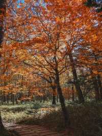 Yudaki Falls in Autumn 