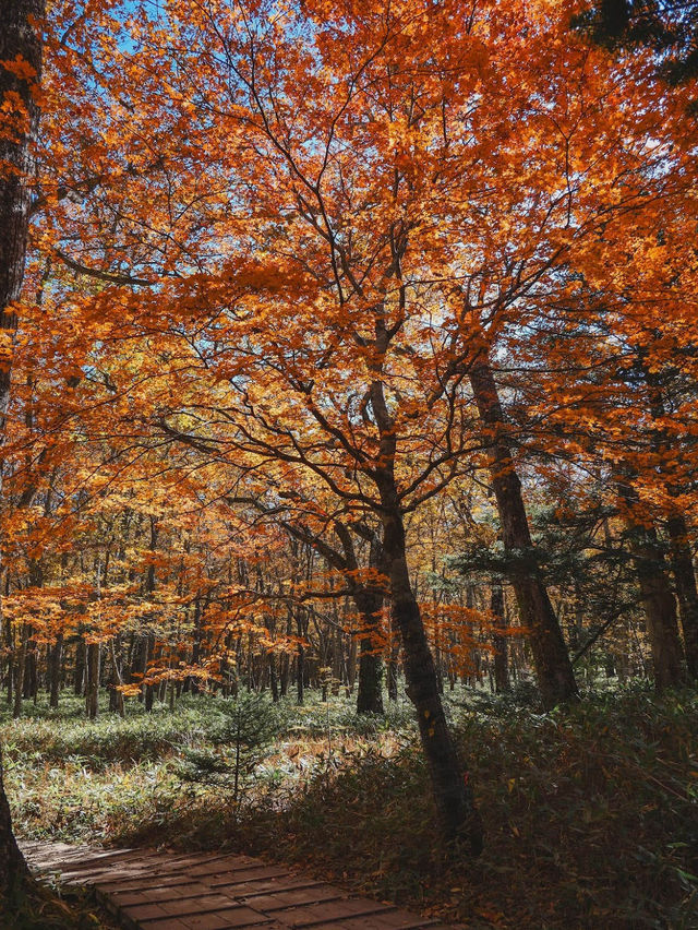 Yudaki Falls in Autumn 