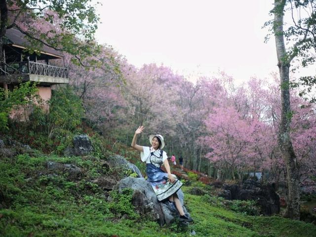 พญาเสือโคร่งบานสะพรั่ง@หน่วยจัดการต้นน้ำหงาว-งาว