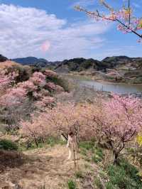 千葉にもある！河津桜の名スポット！佐久間ダム湖