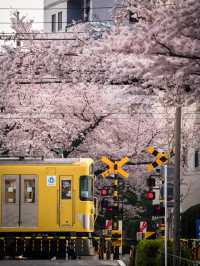 【都内の桜は3月が見頃！🌸】都内で見れるおすすめ桜スポット紹介😳✨
