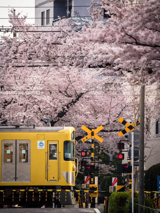 【都内の桜は3月が見頃！🌸】都内で見れるおすすめ桜スポット紹介😳✨