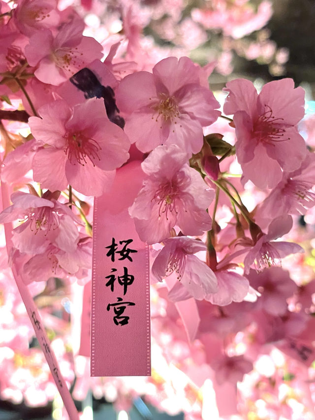 【桜神宮/東京都】満開の河津桜