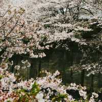 Most popular Cherry Blossom in Tokyo 