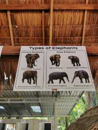 Krabi Elephant Shelter (Sanctuary)