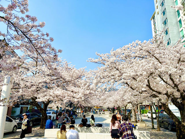 🇰🇷釜山｜高CP值賞櫻首選釜山🌸