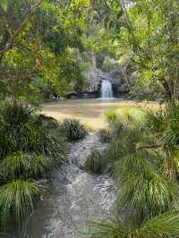 Beautiful Rainforest in Queensland, Aus 🇦🇺