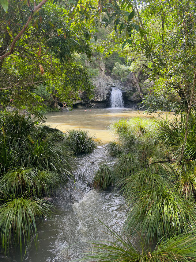 Beautiful Rainforest in Queensland, Aus 🇦🇺