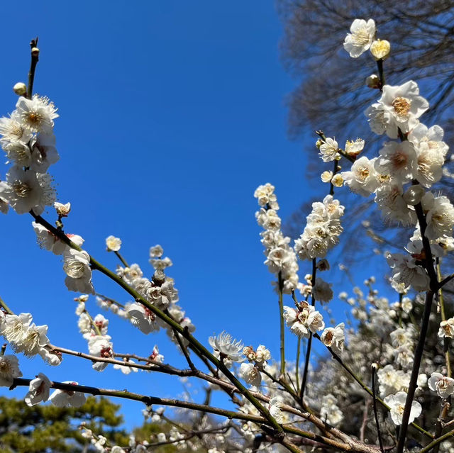 【都会の真ん中に自然★】小石川後楽園