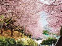 「安行寒櫻」、「安行櫻」、「密藏院」一日遊，埼玉縣景點推薦